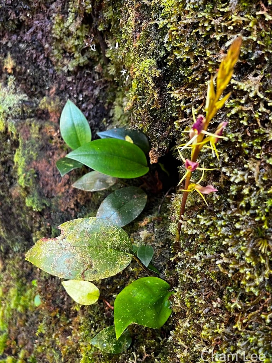 Cryptostylis arachnites (Blume) Hassk.